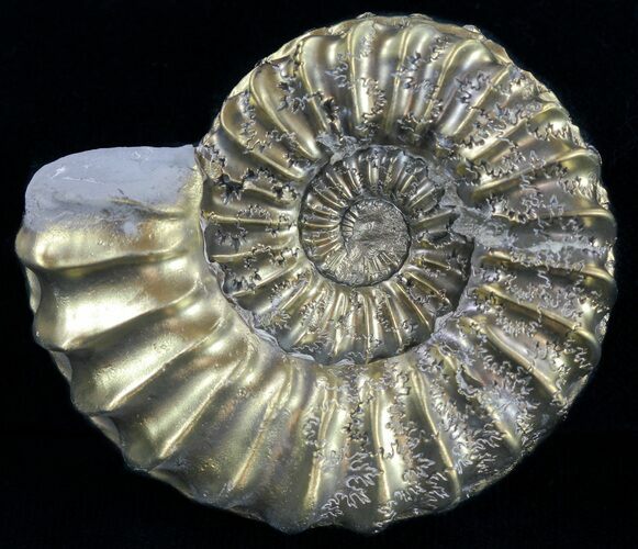 Pyritized Pleuroceras Ammonite - Germany #60265